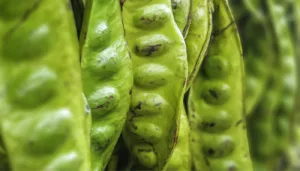 Petai Jadi Kegilaan Ramai: Kenapa Ada Yang Terlalu Suka Dan Ada Yang Benci? 7 Petai Jadi Kegilaan Ramai: Kenapa Ada Yang Terlalu Suka Dan Ada Yang Benci?