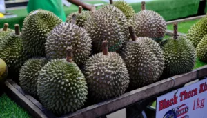 Kenapa Tiada Buah Lain Mampu Rampas Gelaran Raja Buah Daripada Durian?