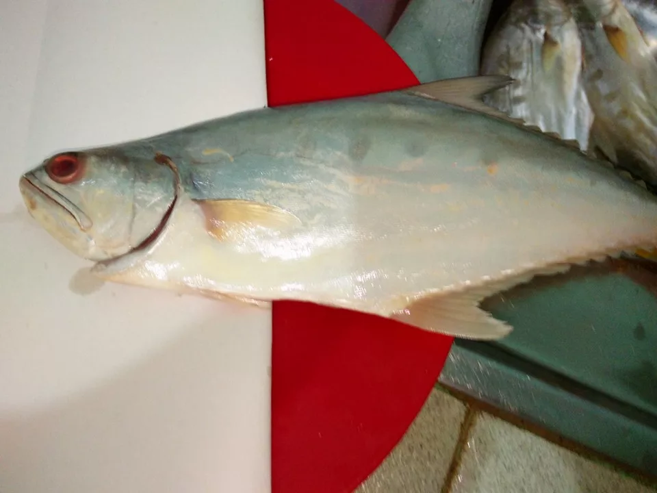 Ikan Talang Masin Homemade Paling Mudah. Rahsia Jimat & Menjadi Dengan Modal Bawah RM20