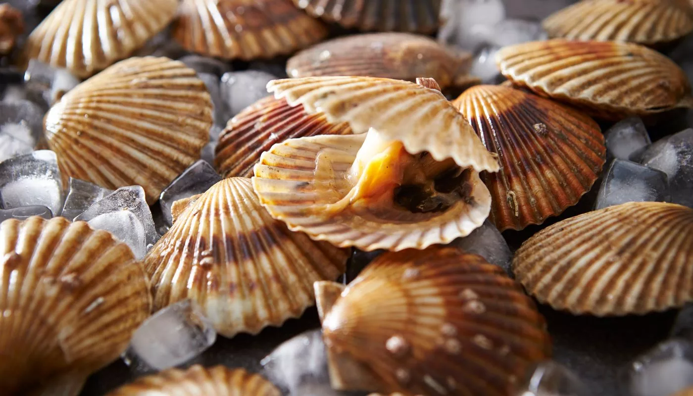 Cara Pilih Kerang Segar, Isi Gemuk & Manis. Baru Berbaloi Beli!
