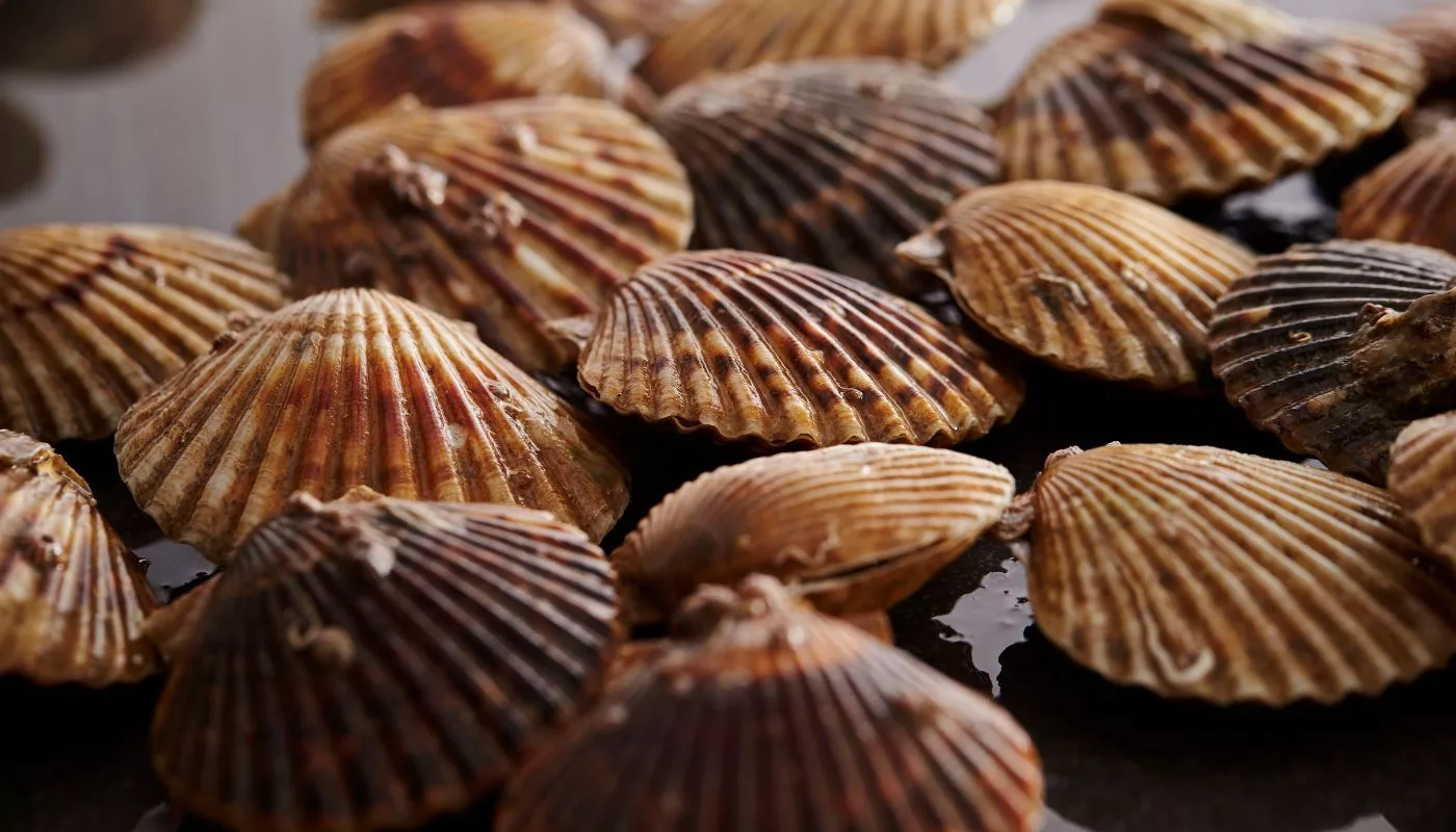 Cara Pilih Kerang Segar, Isi Gemuk & Manis. Baru Berbaloi Beli!