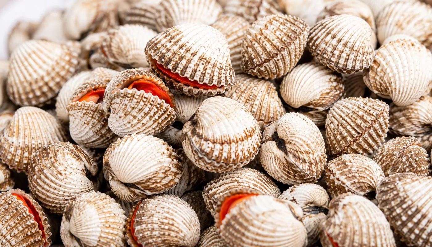 Cara Pilih Kerang Segar, Isi Gemuk & Manis. Baru Berbaloi Beli!