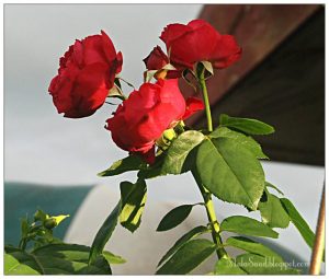 Buat Sup! Tiga Kulit Ini Amat Berkhasiat Dijadikan Plant Booster. Subur Terus!
