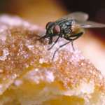 6 Petua Orang Tua Dulu-Dulu Untuk Halau Lalat Dari Rumah.