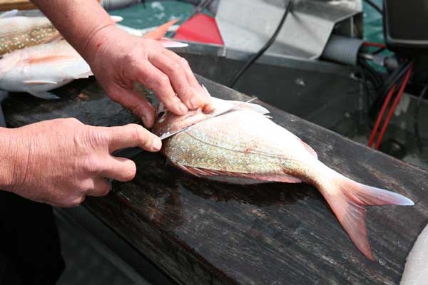 Ini 8 Perkara Tentang Ikan Sebelum Sukses Memasaknya. 5 Ini 8 Perkara Tentang Ikan Sebelum Sukses Memasaknya.