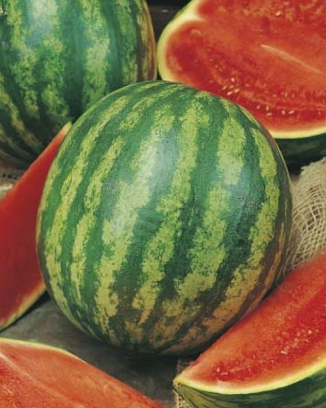 Untitled design (8) - RASA