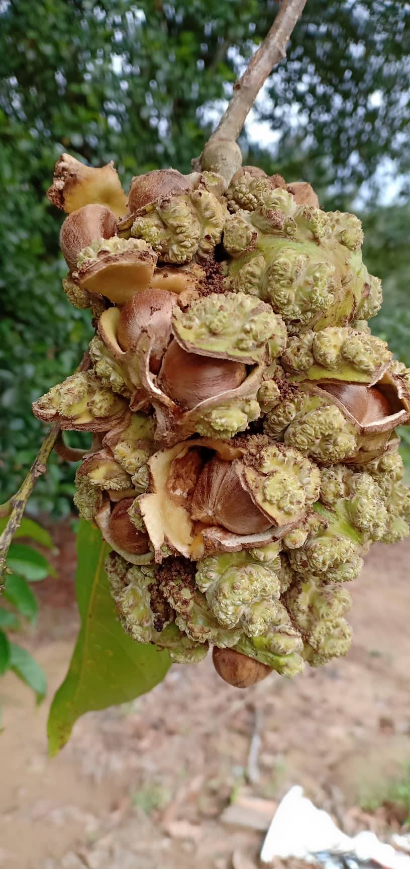 Niat Bersedekah Lelaki Ini Jemput Orang Ramai Ke Kebun Rasai Pengalaman Kutip Buah Berangan Kebun Rasai Pengalaman Kutip Buah Berangan