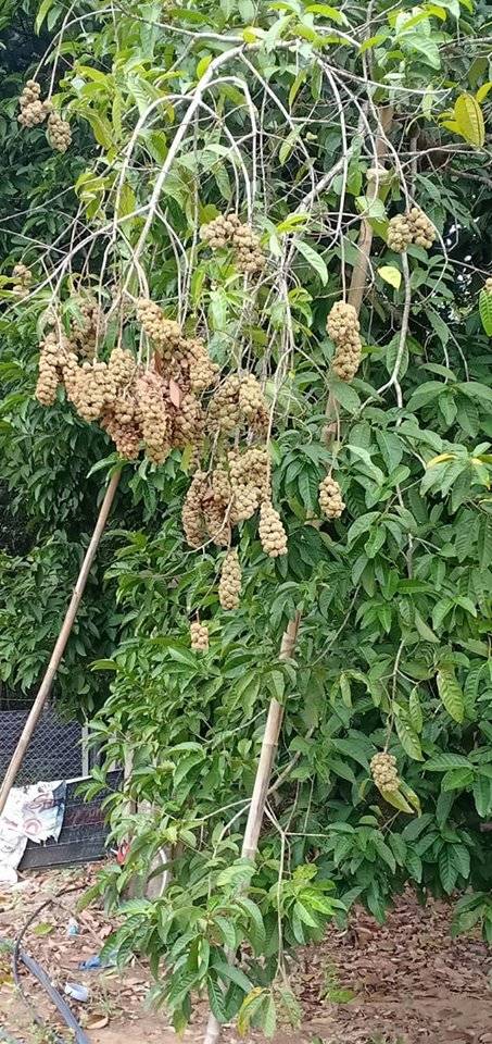 Niat Bersedekah Lelaki Ini Jemput Orang Ramai Ke Kebun Rasai Pengalaman Kutip Buah Berangan Kebun Rasai Pengalaman Kutip Buah Berangan