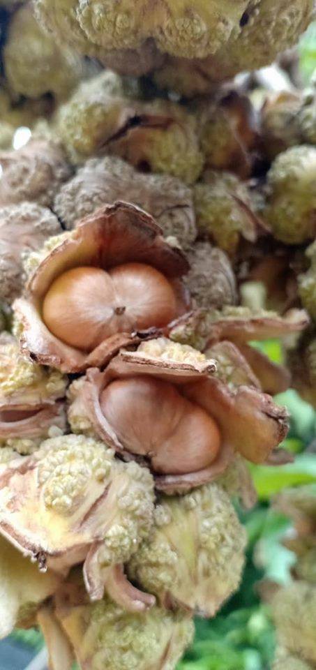 Niat Bersedekah Lelaki Ini Jemput Orang Ramai Ke Kebun Rasai Pengalaman Kutip Buah Berangan Kebun Rasai Pengalaman Kutip Buah Berangan
