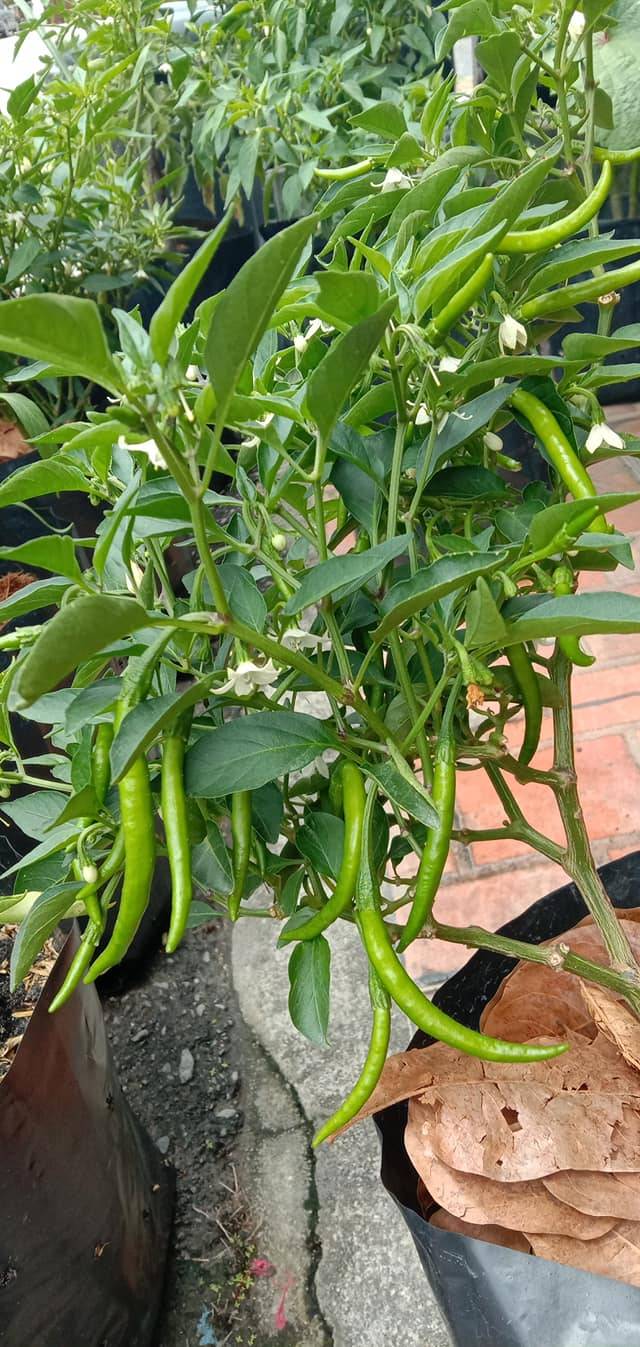 baja untuk pokok cili